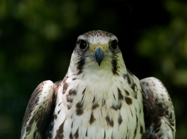 Falcon sat looking at the camera lens