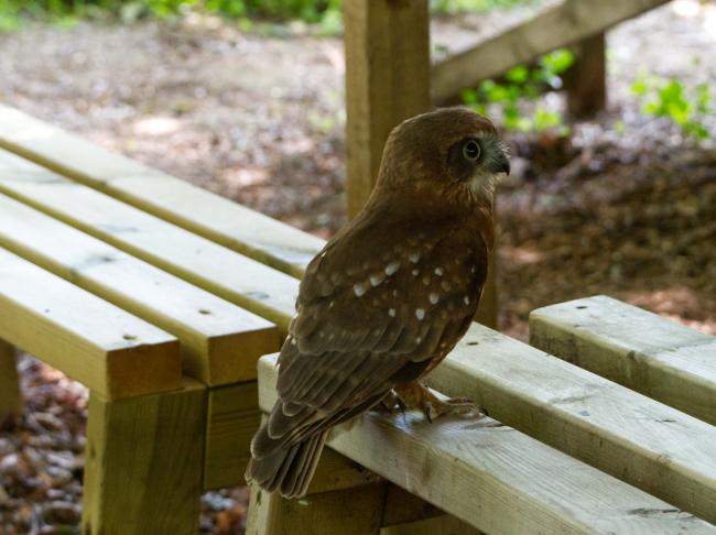 Tawny owl sat on bench during demonstration