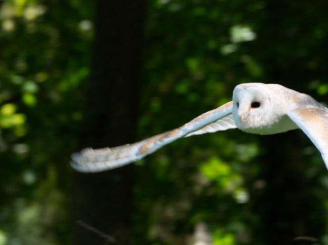 Barn owl in flight