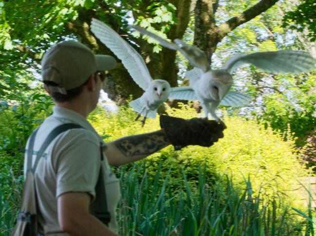 Barn owl on keeper hand with a second barn owl approaching to land behind it